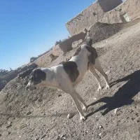 سگ نگهبان گله