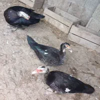 اردک اسرائیلی