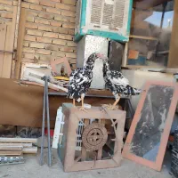 مرغ و خروس و جوجه و نوچه فروشی حراج|حیوانات مزرعه|زاهدان, |دیوار