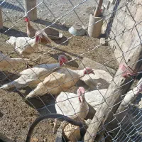 بوقلمون پرورشی|حیوانات مزرعه|دینور, |دیوار