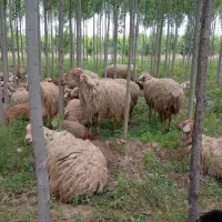گوسفند داشتی زاییده