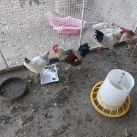 فروش یامعاوضه بامرغ|پرنده|شاهین‌شهر, آرامستان بهشت معصومه|دیوار