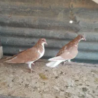 خوشرنگ زرد چشم چنگ سفید|پرنده|شیراز, مسلم|دیوار