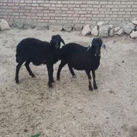 بره . گوسفند