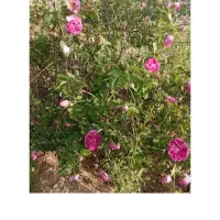 باغ جاده بناب نزدیک به اردکلو فروش فوری|فروش زمین و ملک کلنگی|مرند, |دیوار