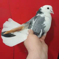 کفتر پرشی (گرفتنی بلندی)