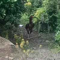 فروش مرغ لاری و خروس لاری بالغ اصیل|حیوانات مزرعه|چابکسر, |دیوار