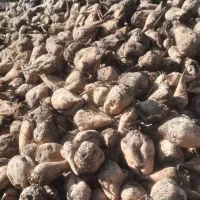 چغندر قند تمیز خوراک دام و پخت