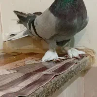 فروشکبوترکچیدمسفید|پرنده|کیار, |دیوار