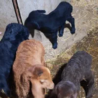 گوسفند بره دار جوان|حیوانات مزرعه|هیر, |دیوار