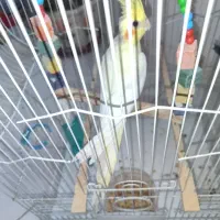 عروس هلندی نر سه ماهه