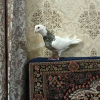 کبوتر طوق کوهی نر|پرنده|همدان, |دیوار