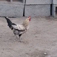 دوخروس خوب|حیوانات مزرعه|کهنوج, |دیوار