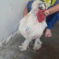 سلطان خروس ها خروس پاپر مو فرفری بفروش می رسد .|حیوانات مزرعه|دهدشت, |دیوار