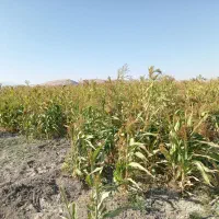 جارو محلی سنتی تازه سرپا نچیده شده