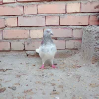 کبوتر|پرنده|جیرفت, |دیوار