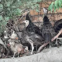جوجه اسپالدینگ|پرنده|تهران, دارآباد|دیوار
