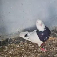 جفت طوقی زرین جم
