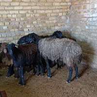 گوسفندمیش و شیشک بره دار و آبستن داشتی