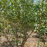 باغچه با درختان پسته و انار تهاتر با خودرو