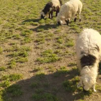 130تابره نرمحلی خاش