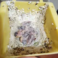 فنچ سفید با جوجه|پرنده|ماهدشت, |دیوار