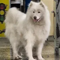 سامویید ماده دو ساله