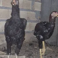 خروس و مرغ لاری