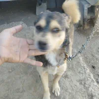 واگذاری سگ پاپی|سگ|باغ بهادران, |دیوار