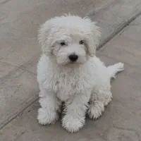 فروش فوری سگ نژاد شیتزوکراس