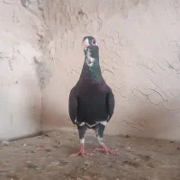 پلنگ سیاه کاکل میخ ماده|پرنده|زاهدان, |دیوار