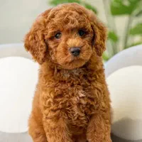 توله پودل سه ماهه