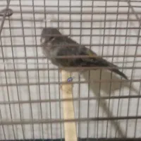 قناری ماده آماده آماده طوسی