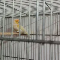 قناری موزایکی نر