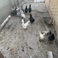 مرغ لری وگلین