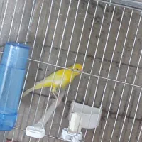 قناری جیبر و یکسر|پرنده|شیراز, فرودگاه شهید دستغیب شیراز|دیوار