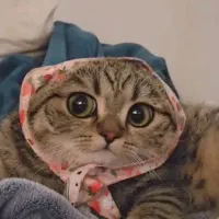 گربه اسکاتیش ۵ ماهه نر