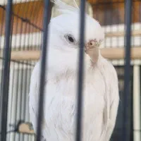 سه تا عاروس هلندی با قفس بزرگ