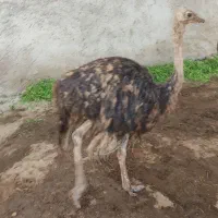 جوجه شترمرغ