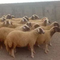 میش گوسفند سنجابی اصیل نقابی عشقباز