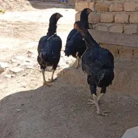 مرغ افغانی اصل|حیوانات مزرعه|سردرود, |دیوار