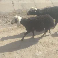 فروش طلای سیاه|حیوانات مزرعه|صوفیان, |دیوار