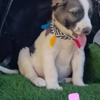 سگ آلابای اصیل|سگ|تهران, پامنار|دیوار