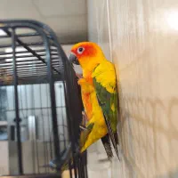 طوطی خورشیدی