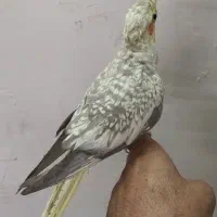 عروس هلندی مرواریدی|پرنده|خمینی‌شهر, |دیوار