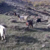 بز . بره . گوسفند