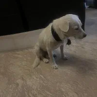 سگ پیدا شده