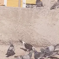 کفتر|پرنده|نورآباد ممسنی, |دیوار