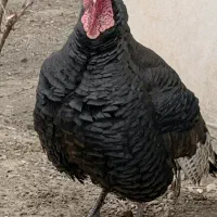 جوجه بوقلمون، اردک، مرغ مرندی و سلطان
