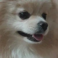 پامرین خرسی عروسکی ماده با شناسنامه بسیار زیبا|سگ|تهران, دهقان|دیوار